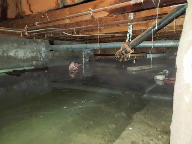 Best Professional water damage repair  in Dubuque, IA