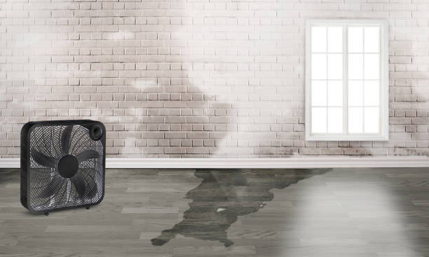 Best Basement water damage restoration  in Dubuque, IA